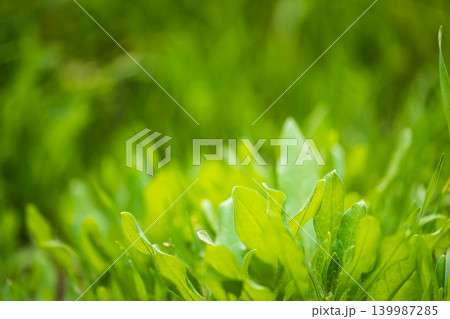 Photograph of natural environment with green large wide leaves grass on bright, sunny day yellow light. Background is blurred, with empty space for text on topic of ecology, ecosystems, conservation Photograph of natural environment with green large wide leaves grass on bright, sunny day yellow light. Background is blurred, with empty space for text on topic of ecology, ecosystems, conservation 139987285
