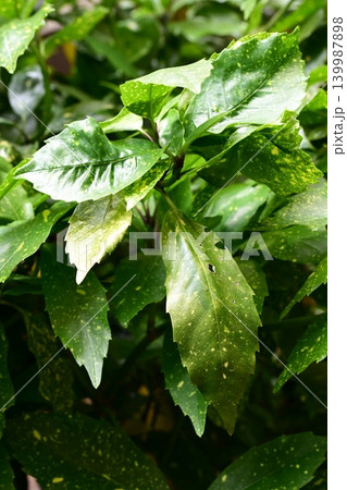 アオキ（フイリアオキ：Aucuba japonica） 139987898
