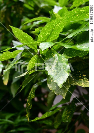 アオキ(フイリアオキ:Aucuba japonica) アオキ(フイリアオキ:Aucuba japonica) 139987899