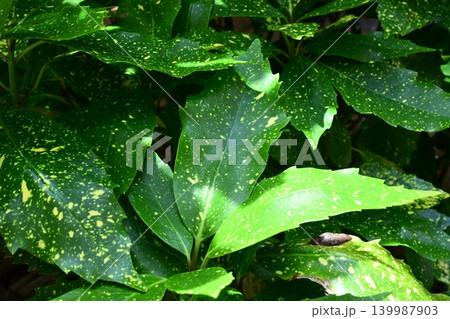 アオキ(フイリアオキ:Aucuba japonica) アオキ(フイリアオキ:Aucuba japonica) 139987903
