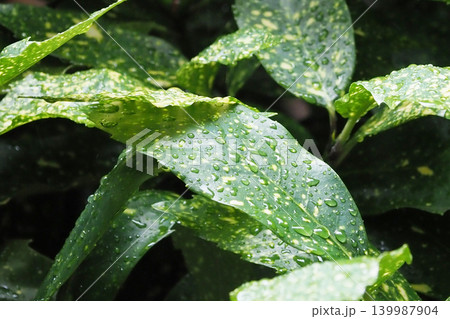 アオキ(フイリアオキ:Aucuba japonica) アオキ(フイリアオキ:Aucuba japonica) 139987904
