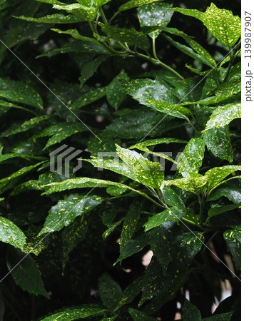 アオキ（フイリアオキ：Aucuba japonica） 139987907