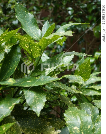 アオキ(フイリアオキ:Aucuba japonica) アオキ(フイリアオキ:Aucuba japonica) 139987916