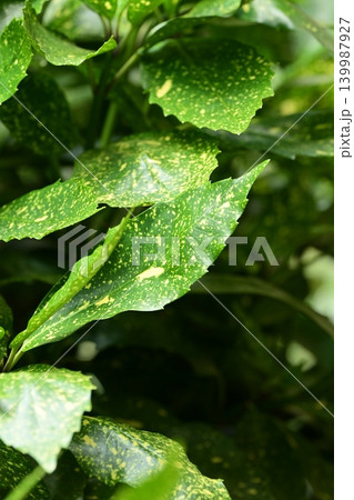 アオキ(フイリアオキ:Aucuba japonica) アオキ(フイリアオキ:Aucuba japonica) 139987927
