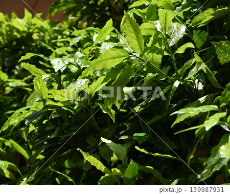 アオキ(フイリアオキ:Aucuba japonica) アオキ(フイリアオキ:Aucuba japonica) 139987931