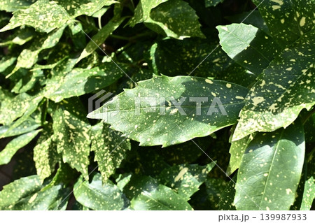 アオキ(フイリアオキ:Aucuba japonica) アオキ(フイリアオキ:Aucuba japonica) 139987933