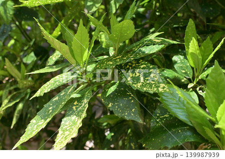 アオキ(フイリアオキ:Aucuba japonica) アオキ(フイリアオキ:Aucuba japonica) 139987939