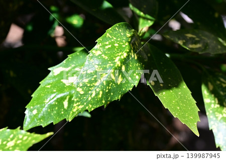 アオキ（フイリアオキ：Aucuba japonica） 139987945