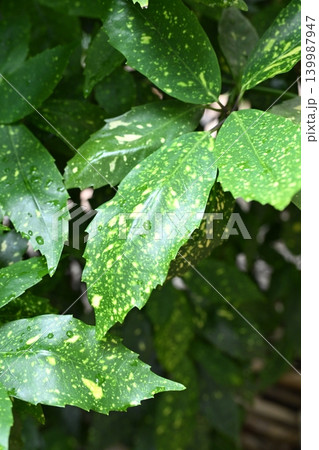 アオキ(フイリアオキ:Aucuba japonica) アオキ(フイリアオキ:Aucuba japonica) 139987947