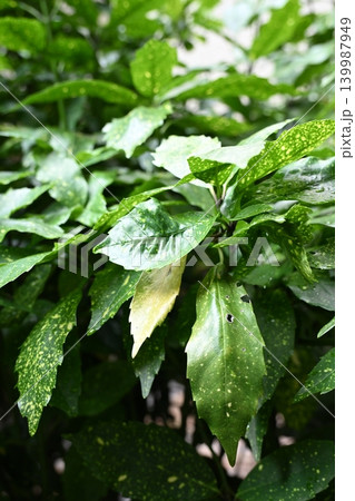 アオキ(フイリアオキ:Aucuba japonica) アオキ(フイリアオキ:Aucuba japonica) 139987949