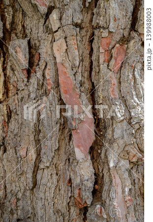 Close-up texture of pine tree bark Close-up texture of pine tree bark 139988003