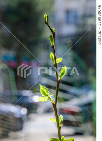 Young tree shoot in spring 139988046