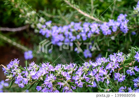 Rosemary Salvia rosmarinus close-up leaves texture 139988056