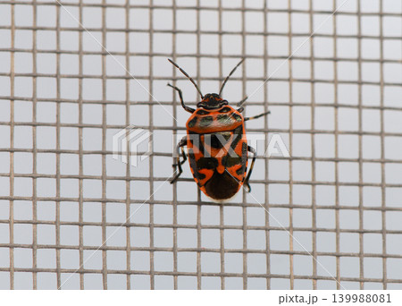 Eurydema ornata cabbage bug, macro side view Eurydema ornata cabbage bug, macro side view 139988081