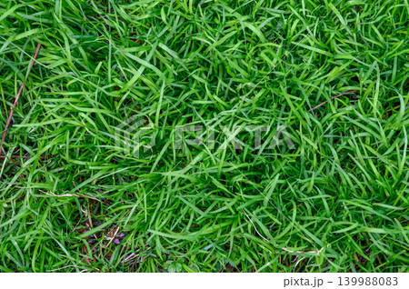 Green spring grass texture, close-up Green spring grass texture, close-up 139988083