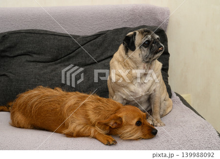 Two companion dogs relaxing together on a couch 139988092