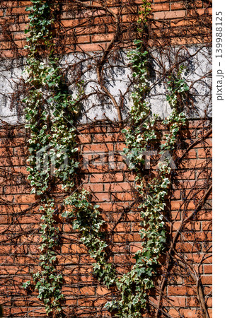 Red brick wall with ivy and wild grape isolated on white background Red brick wall with ivy and wild grape isolated on white background 139988125