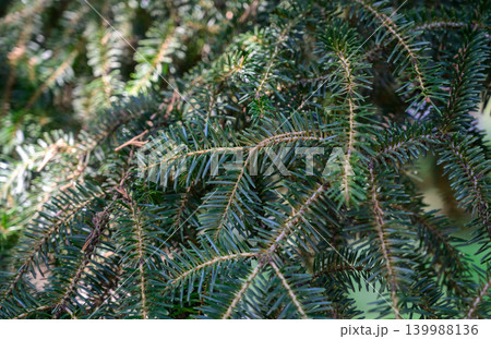 Spruce tree branches and needles texture Picea abies close-up 139988136