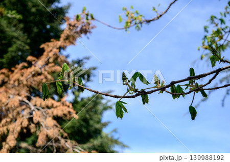 Close-up of horse chestnut spring leaves and buds on branch 139988192