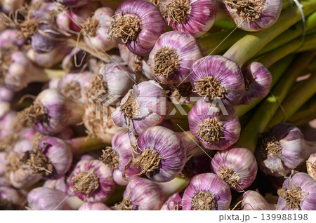 Harvested garlic bulbs showcasing vibrant colors and textures in a fresh market setting during a sunny afternoon 139988198