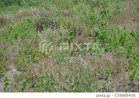 空き地 荒地 雑草 土地 vacant lot 空き地 荒地 雑草 土地 vacant lot 139988456