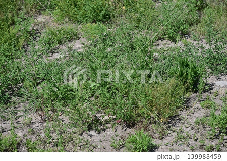 空き地 荒地 雑草 土地 vacant lot 空き地 荒地 雑草 土地 vacant lot 139988459