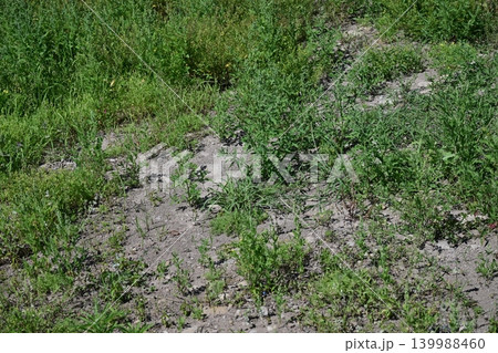 空き地 荒地 雑草 土地 vacant lot 空き地 荒地 雑草 土地 vacant lot 139988460