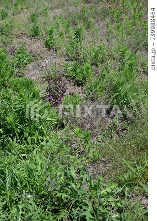 空き地 荒地 雑草 土地 vacant lot 空き地 荒地 雑草 土地 vacant lot 139988464