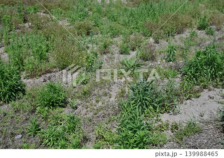 空き地　荒地　雑草　土地　vacant lot 139988465
