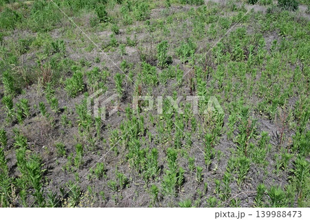 空き地 荒地 雑草 土地 vacant lot 空き地 荒地 雑草 土地 vacant lot 139988473