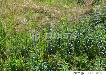 空き地　荒地　雑草　土地　vacant lot 139988485