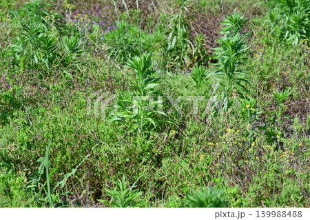 空き地 荒地 雑草 土地 vacant lot 空き地 荒地 雑草 土地 vacant lot 139988488