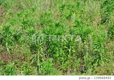空き地 荒地 雑草 土地 vacant lot 空き地 荒地 雑草 土地 vacant lot 139988493