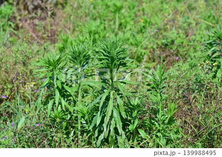 空き地 荒地 雑草 土地 vacant lot 空き地 荒地 雑草 土地 vacant lot 139988495