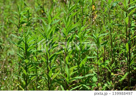 空き地 荒地 雑草 土地 vacant lot 空き地 荒地 雑草 土地 vacant lot 139988497