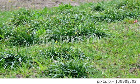 空き地 荒地 雑草 土地 vacant lot 空き地 荒地 雑草 土地 vacant lot 139988502
