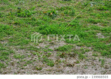 空き地 荒地 雑草 土地 vacant lot 空き地 荒地 雑草 土地 vacant lot 139988503