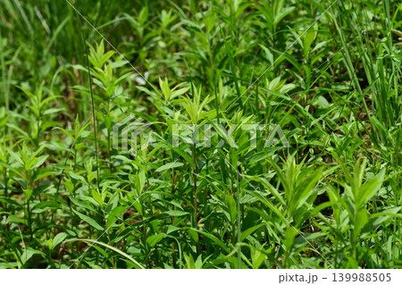 空き地 荒地 雑草 土地 vacant lot 空き地 荒地 雑草 土地 vacant lot 139988505