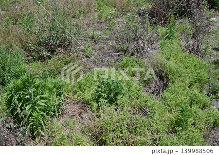 空き地　荒地　雑草　土地　vacant lot 139988506