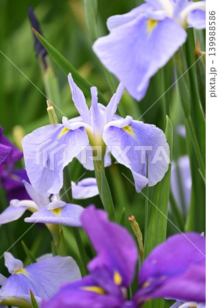 ハナショウブ/花菖蒲/Japanese iris 139988586