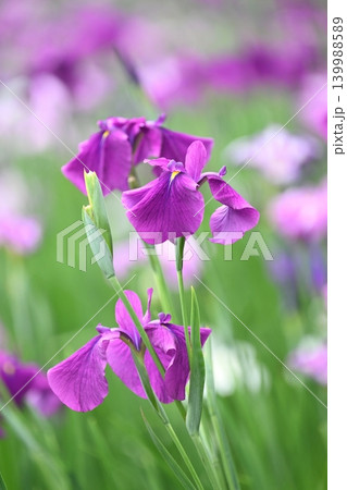 ハナショウブ/花菖蒲/Japanese iris ハナショウブ/花菖蒲/Japanese iris 139988589