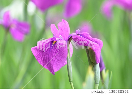 ハナショウブ/花菖蒲/Japanese iris ハナショウブ/花菖蒲/Japanese iris 139988591