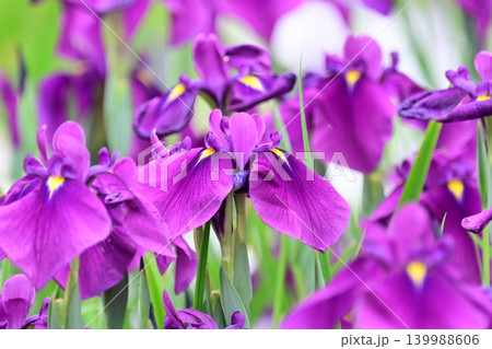 ハナショウブ/花菖蒲/Japanese iris ハナショウブ/花菖蒲/Japanese iris 139988606