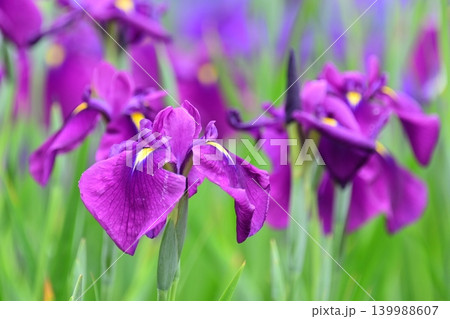 ハナショウブ/花菖蒲/Japanese iris 139988607