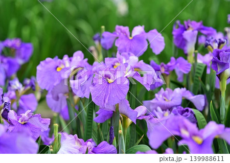 ハナショウブ/花菖蒲/Japanese iris ハナショウブ/花菖蒲/Japanese iris 139988611