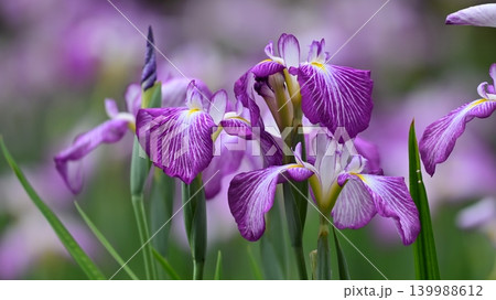 ハナショウブ/花菖蒲/Japanese iris ハナショウブ/花菖蒲/Japanese iris 139988612