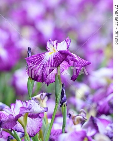 ハナショウブ/花菖蒲/Japanese iris 139988622