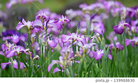 ハナショウブ/花菖蒲/Japanese iris 139988630