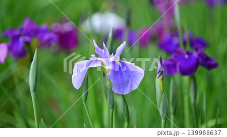 ハナショウブ/花菖蒲/Japanese iris 139988637