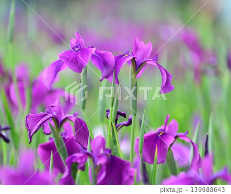ハナショウブ/花菖蒲/Japanese iris ハナショウブ/花菖蒲/Japanese iris 139988643